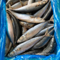 Seafrozen Scomber Japonicus Pacific Fish Mackerel للبيع